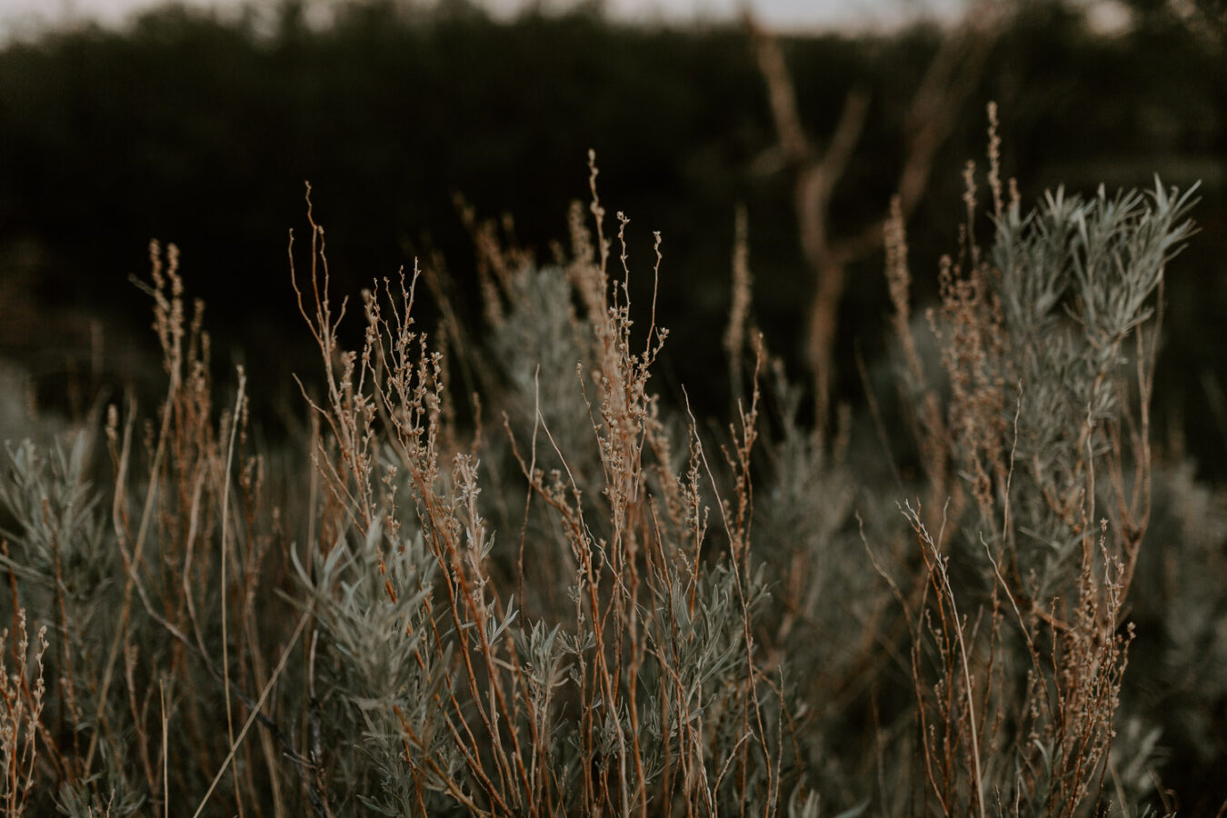 Sand dunes-couples-sunset-session