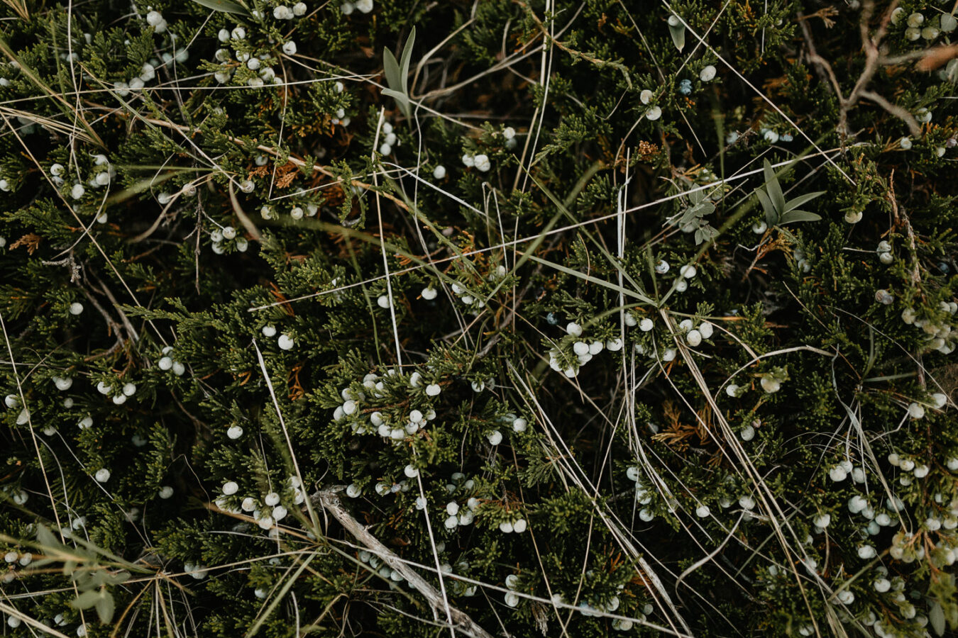Sand dunes-couples-sunset-session